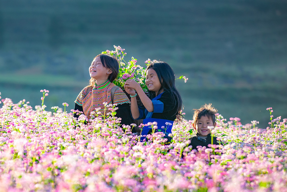 Hoa tam giác mạch thức giấc