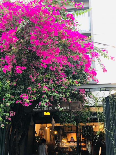 SEN BOUTIQUE HOMESTAY hình ảnh 4