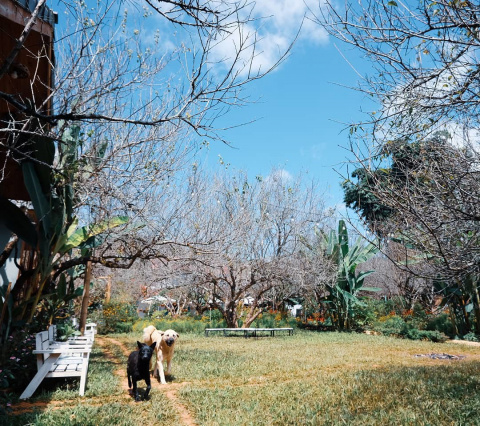 Mama's House- Mộc Châu hình ảnh 7