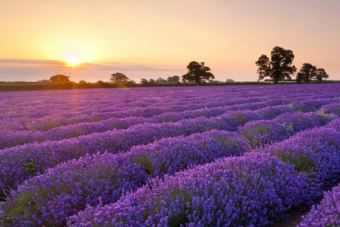 Vườn hoa Lavender Đà Lạt ở đâu? Nở vào tháng mấy rộ nhất