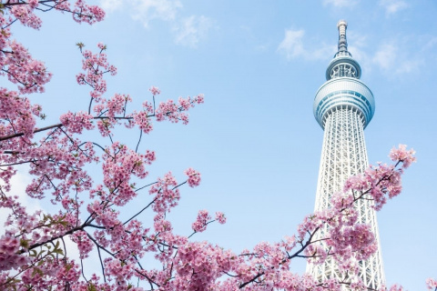 Đừng bỏ lỡ những điều dưới đây khi đến Tokyo Nhật Bản