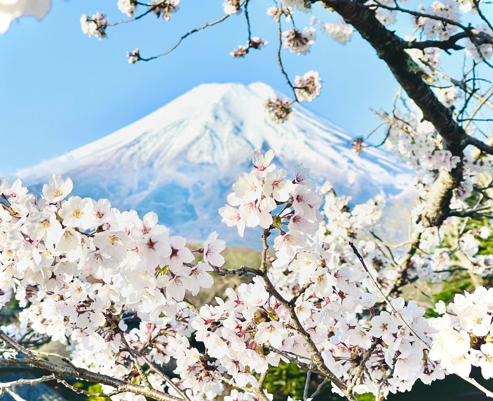 Hoa anh đào là biểu tượng văn hoá đẹp của Nhật Bản, truyền thống này còn rộng rãi được áp dụng trong nhiều quốc gia khác. Hãy cùng ngắm nhìn những tán hoa đào nở rộ trên đất nước hoa anh đào xinh đẹp này.